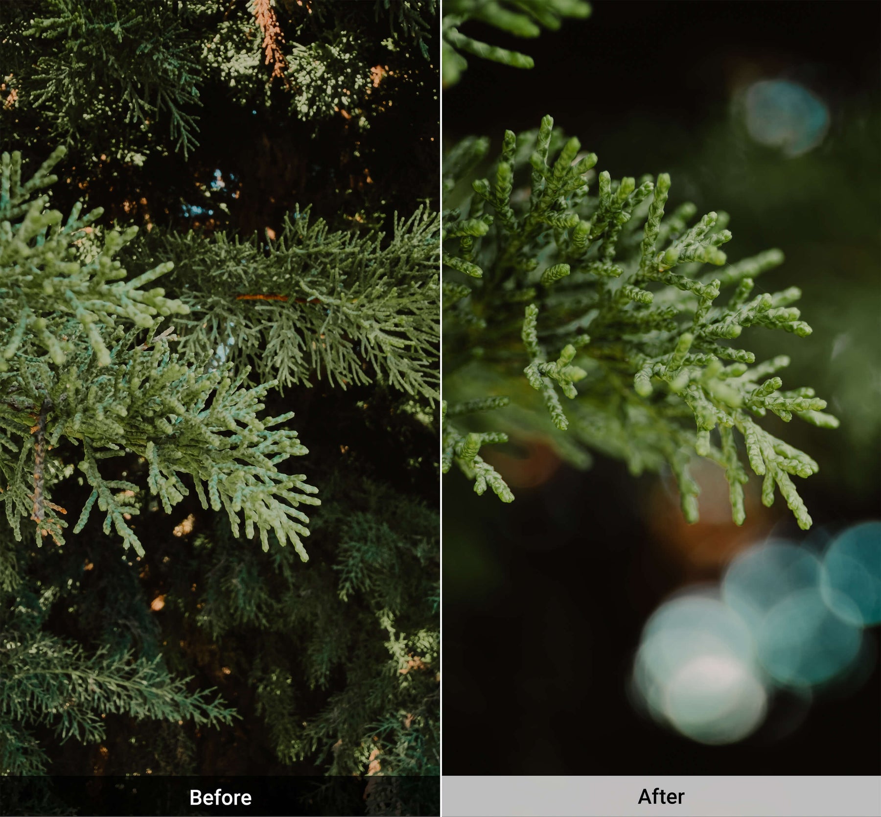 Refurbished Macro Lens Edition - iPhone 17 Pro